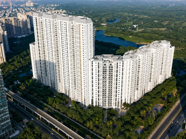 DLF Camellias